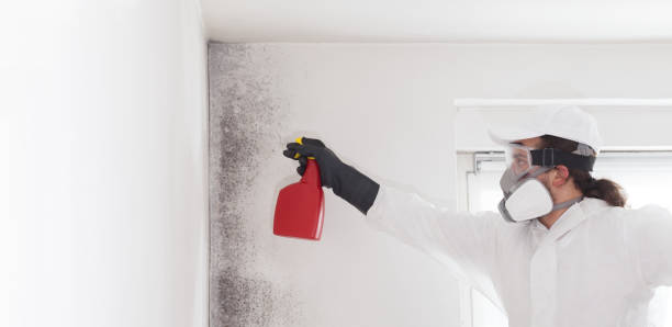 Best Post-Flood Mold Remediation in Chelsea Cove, NY