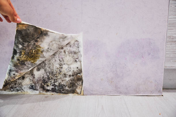 Best Black Mold Remediation in Chelsea Cove, NY
